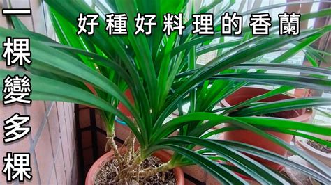 班蘭葉種植方法|【班蘭葉種植方法】香蘭葉種植指南：揭秘種植、繁殖。